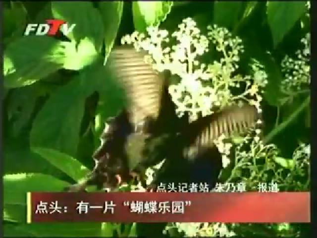 點頭：有一片“蝴蝶樂園”