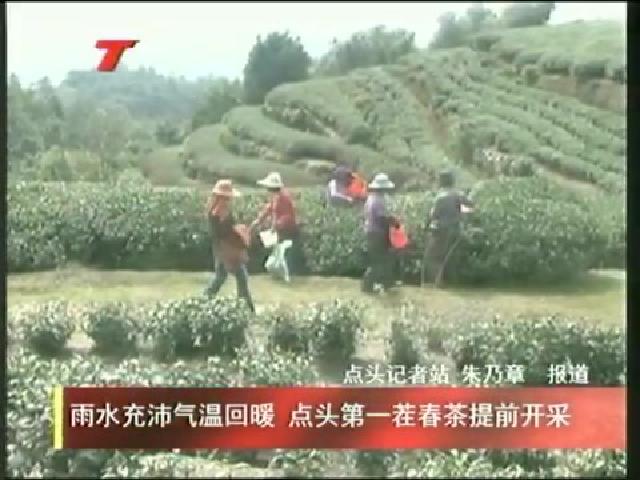 雨水充沛氣溫回暖 點頭第一茬春茶提前開采