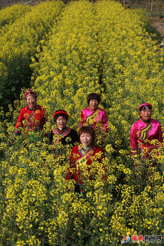 身著盛裝的畬民在油菜花地里引吭高歌.JPG