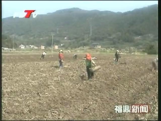 太姥山鎮(zhèn)財堡村規(guī)模連片種植芭蕉芋600畝