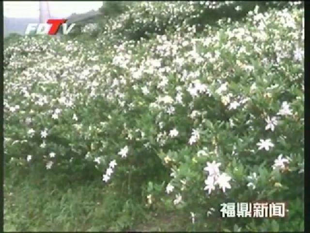 貫嶺：梔子花盛開 豐收在望