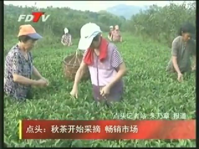 點頭：秋茶開始采摘 暢銷市場