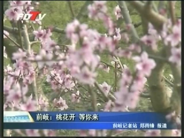 前岐：桃花開 等你來