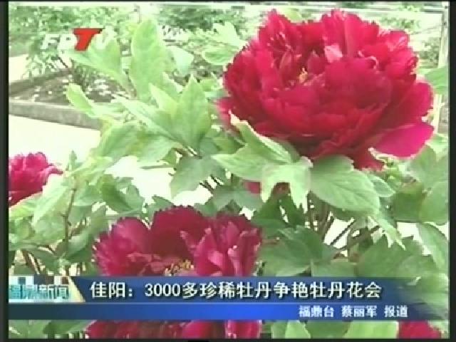 佳陽：3000多珍稀牡丹爭艷牡丹花會