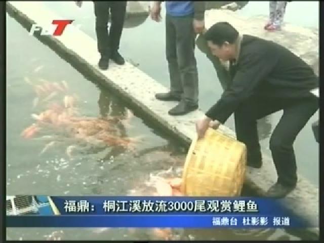 福鼎：桐江溪放流3000尾觀賞鯉魚(yú)