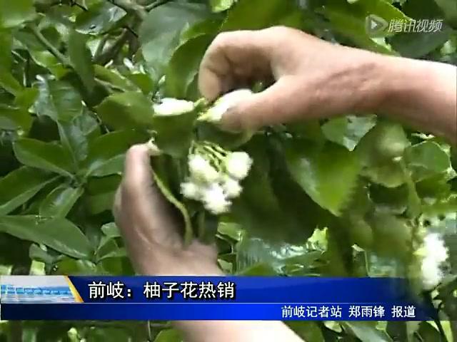 前岐：柚子花熱銷