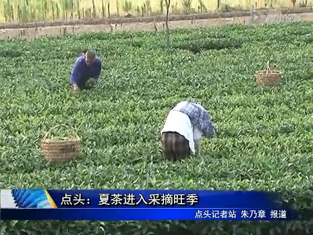 點頭：夏茶進入采摘旺季