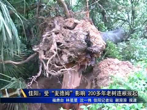 佳陽：受“麥德姆”影響 200多年老樹連根拔起