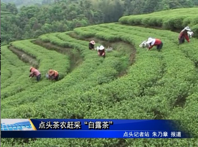 點頭茶農(nóng)趕采“白露茶”