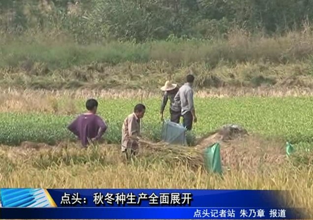 點頭：秋冬種生產全面展開