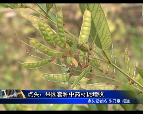 點頭：果園套種中藥材促增