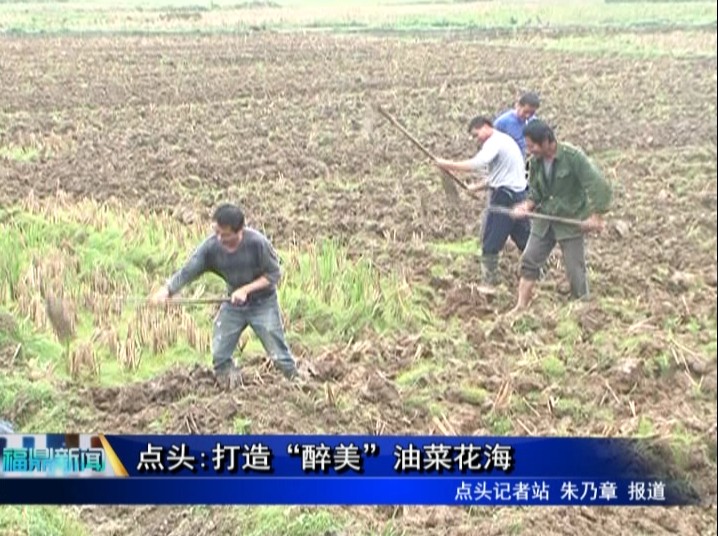 點頭:打造“醉美”油菜花海