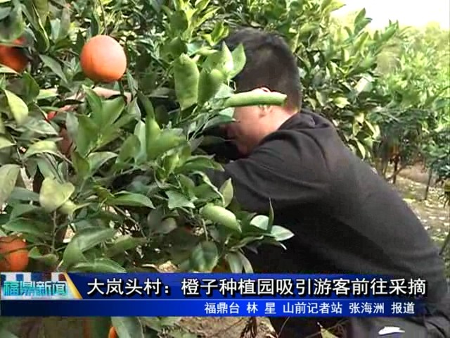 大嵐頭村：橙子種植園吸引游客前往采摘