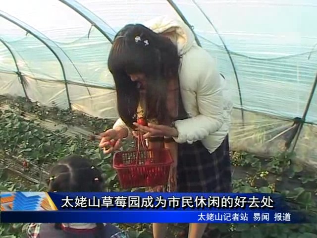 太姥山草莓園成為市民休閑的好去處