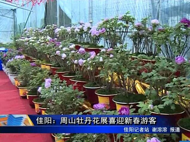 佳陽：周山牡丹花展喜迎新春游客