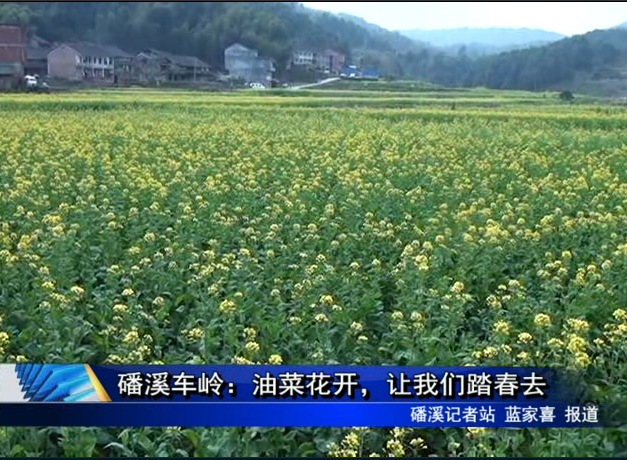 磻溪車嶺：油菜花開(kāi)，讓我們踏春去