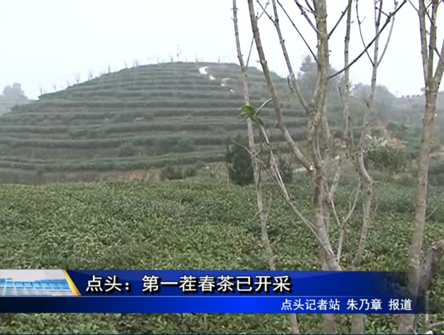 點(diǎn)頭：第一茬春茶已開(kāi)采