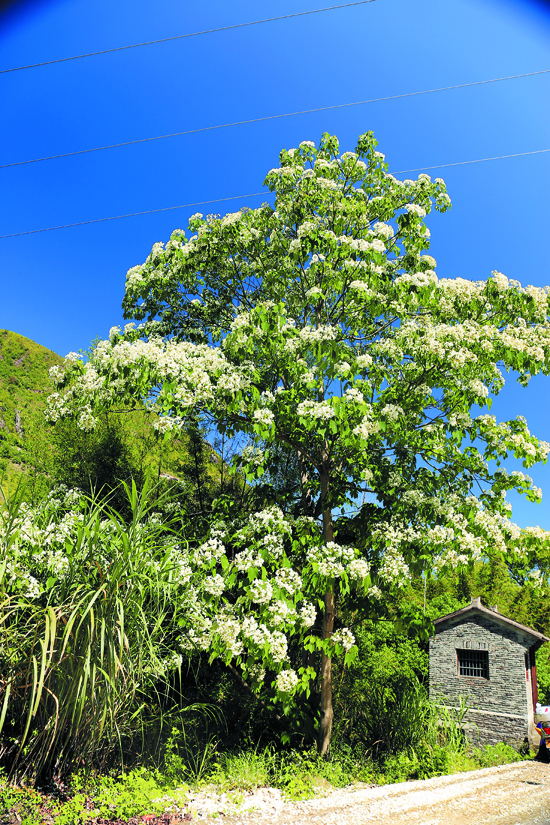 桐花村景.JPG