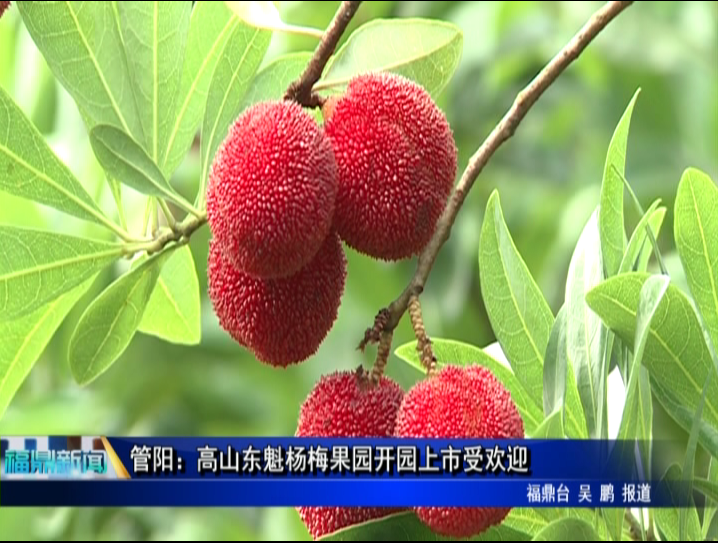 管陽：高山東魁楊梅果園開園上市受歡迎