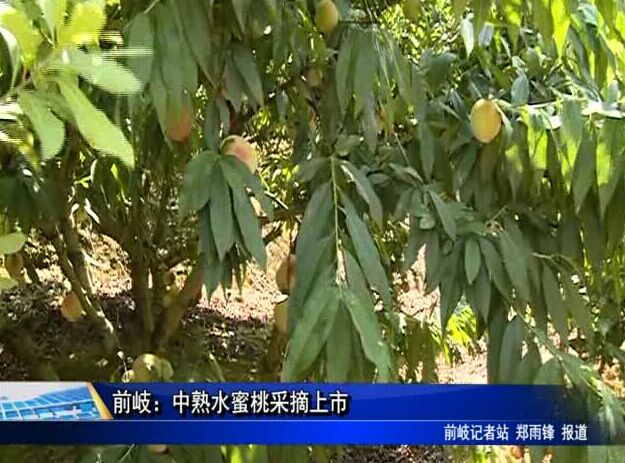 前岐：中熟水蜜桃采摘上市