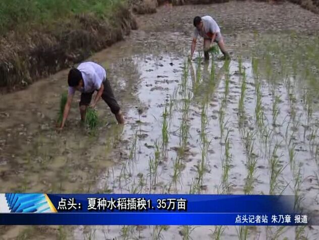 點(diǎn)頭：夏種水稻插秧1.35萬畝