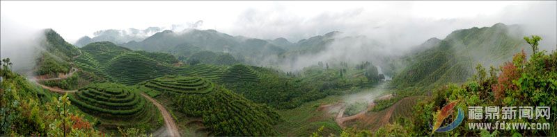 品品香茶基地--_陳昌平攝.jpg