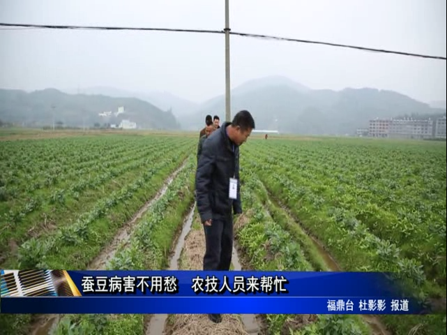 蠶豆病害不用愁 農(nóng)技人員來幫忙