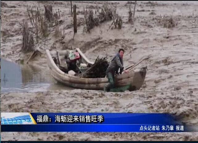 福鼎：海蠣迎來(lái)銷售旺季