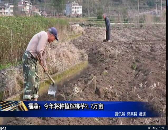 福鼎：今年將種植檳榔芋2.2萬(wàn)畝