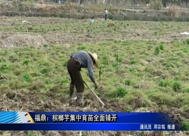 福鼎：檳榔芋集中育苗全面鋪開