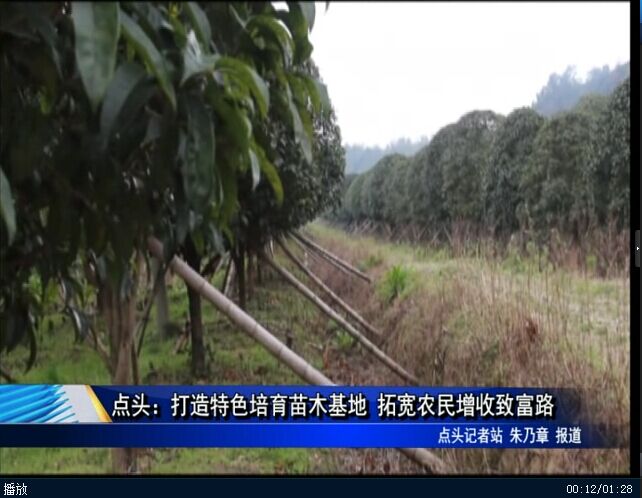 點頭：打造特色培育苗木基地 拓寬農民增收致富路