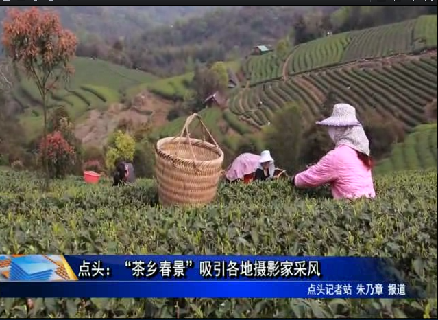 點頭：“茶鄉(xiāng)春景”吸引各地攝影家采風