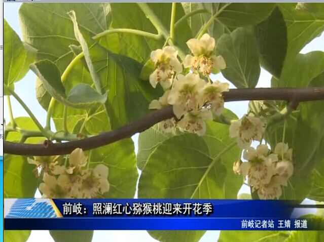 前岐：照瀾紅心獼猴桃迎來開花季