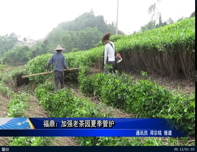 福鼎：加強(qiáng)老茶園夏季管護(hù)