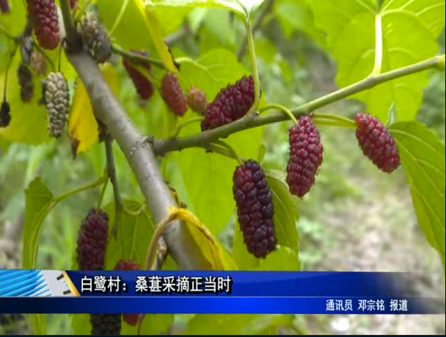 白鷺村：桑葚采摘正當時