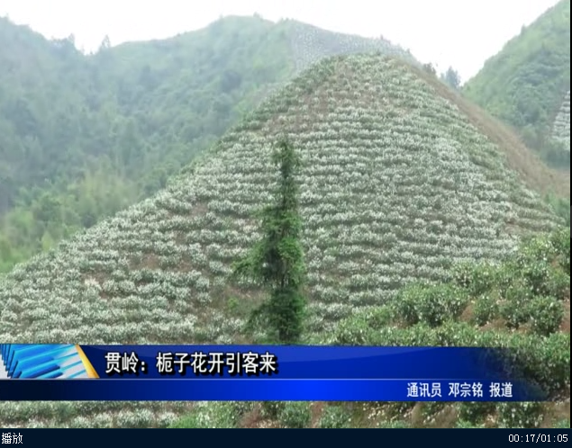 貫嶺：梔子花開引客來