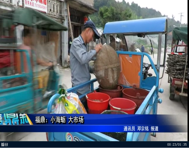 福鼎：小海蠣 大市場