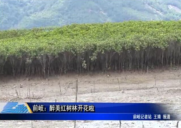 前岐：醉美紅樹林開花啦