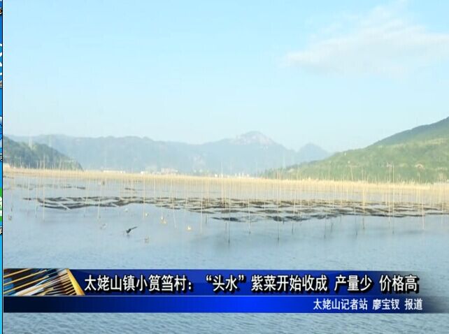 太姥山鎮(zhèn)小筼筜村：“頭水”紫菜開始收成 產(chǎn)量少 價格高