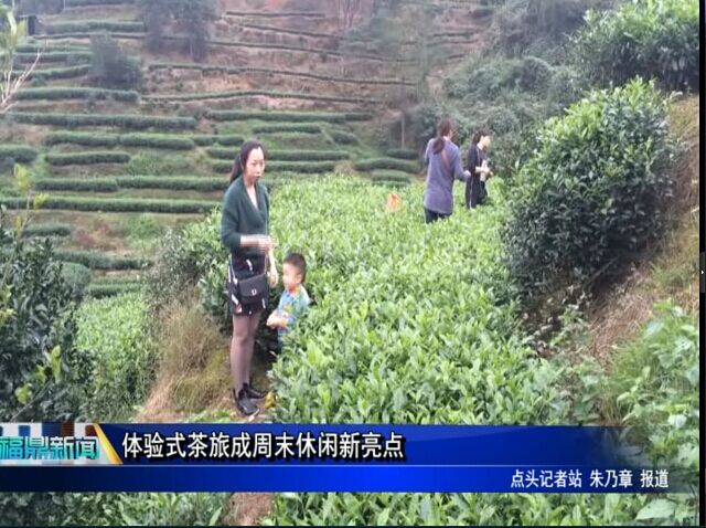 體驗式茶旅成周末休閑新亮點