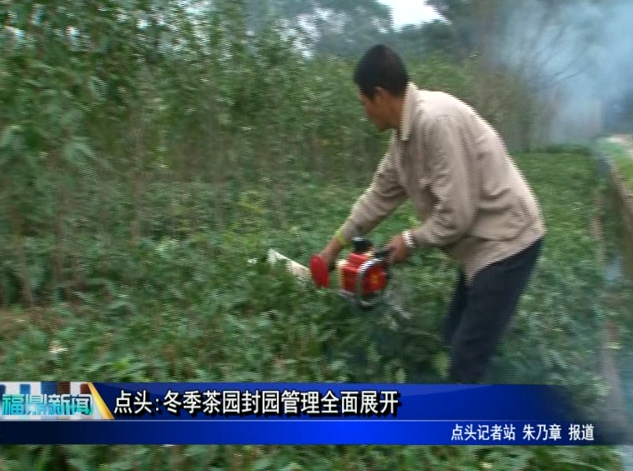 點頭:冬季茶園封園管理全面展開