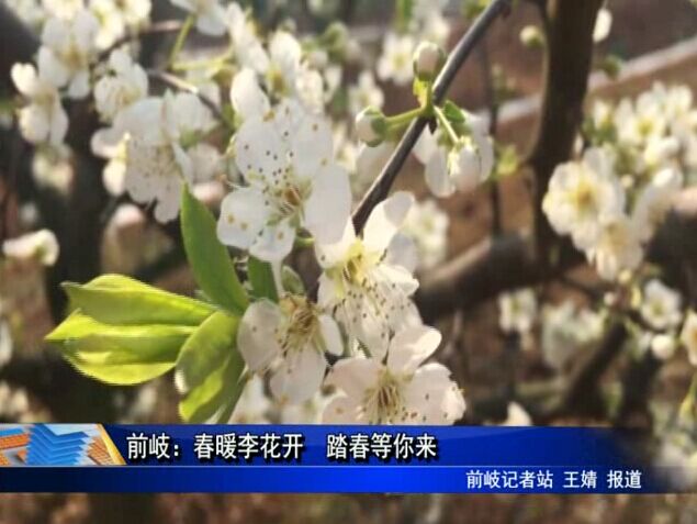 前岐：春暖李花開 踏春等你來