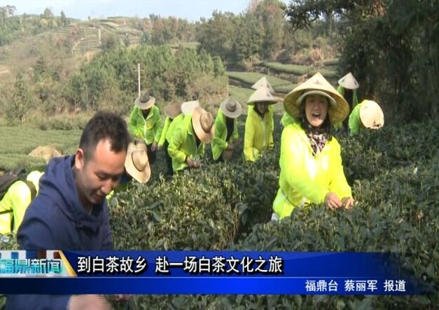 到白茶故鄉(xiāng) 赴一場白茶文化之旅