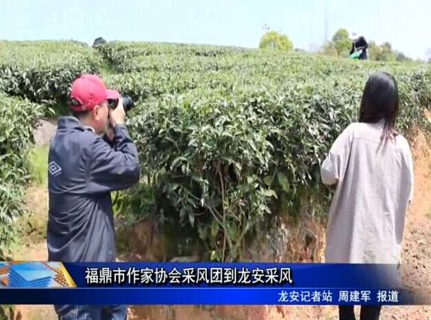 福鼎市作家協(xié)會采風(fēng)團(tuán)到龍安采風(fēng)