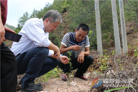 在管陽(yáng)鎮(zhèn)褚樓村中藥材種植項(xiàng)目基地內(nèi)，蔡梅生詳細(xì)了解藥材的種類(lèi)、種植情況。.jpg