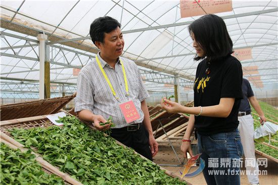 在六妙茶業(yè)，郭如盾詳細(xì)了解茶葉的生產(chǎn)流程、遇到的問題。.jpg