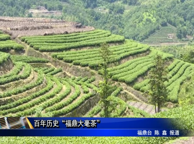 百年歷史“福鼎大毫茶”