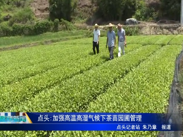 點頭:加強高溫高濕氣候下茶苗園圃管理