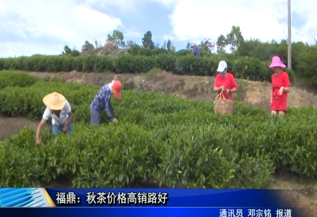 福鼎：秋茶價(jià)格高銷路好