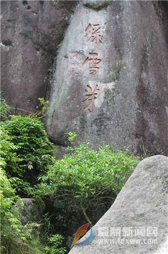 太姥山鴻雪洞“綠雪芽”古茶樹.jpg